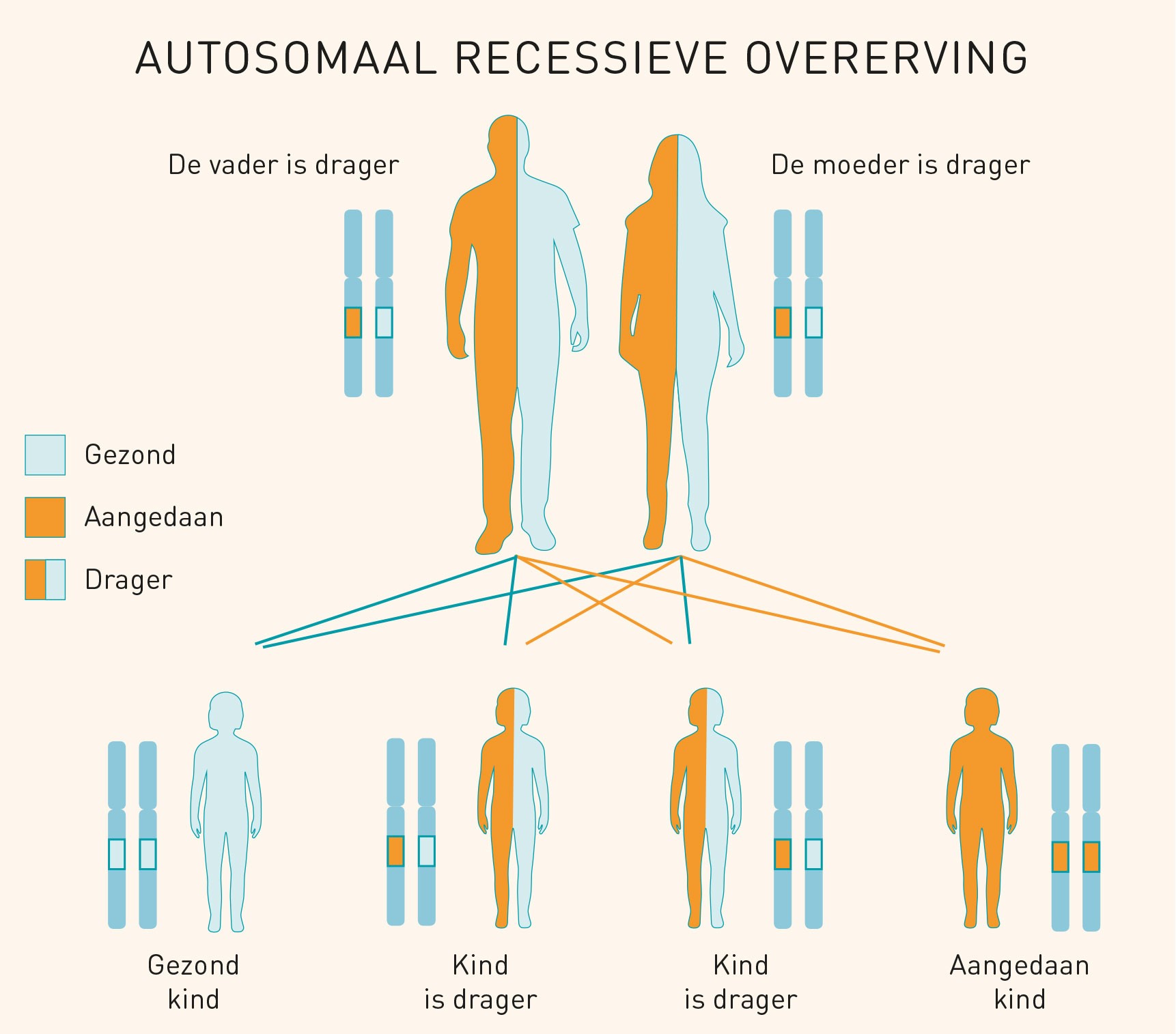 autosomaal recessieve overerving