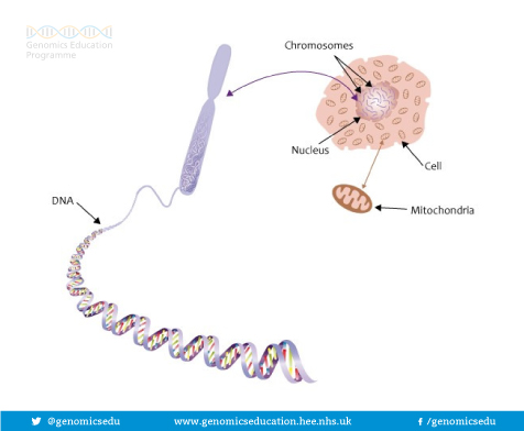opbouw van genen/DNA