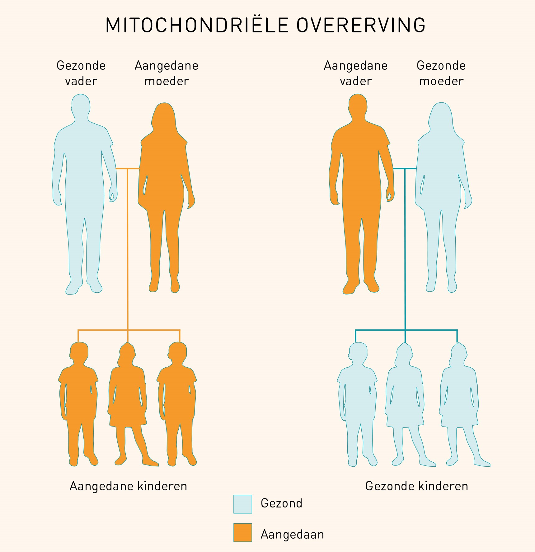 Mitochondriële overerving