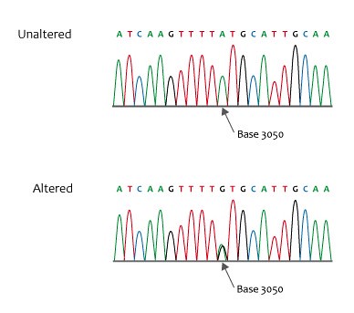 Sequencing - puntmutatie