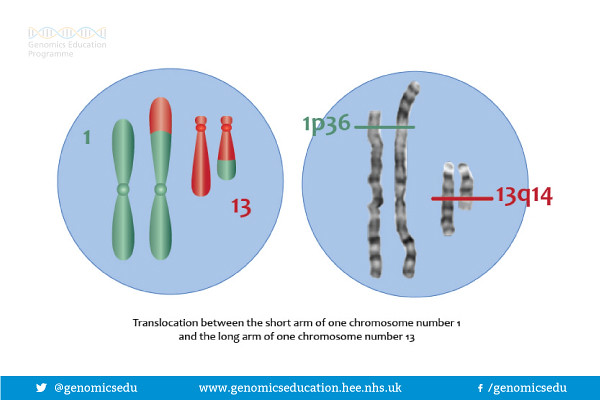 Translocatie