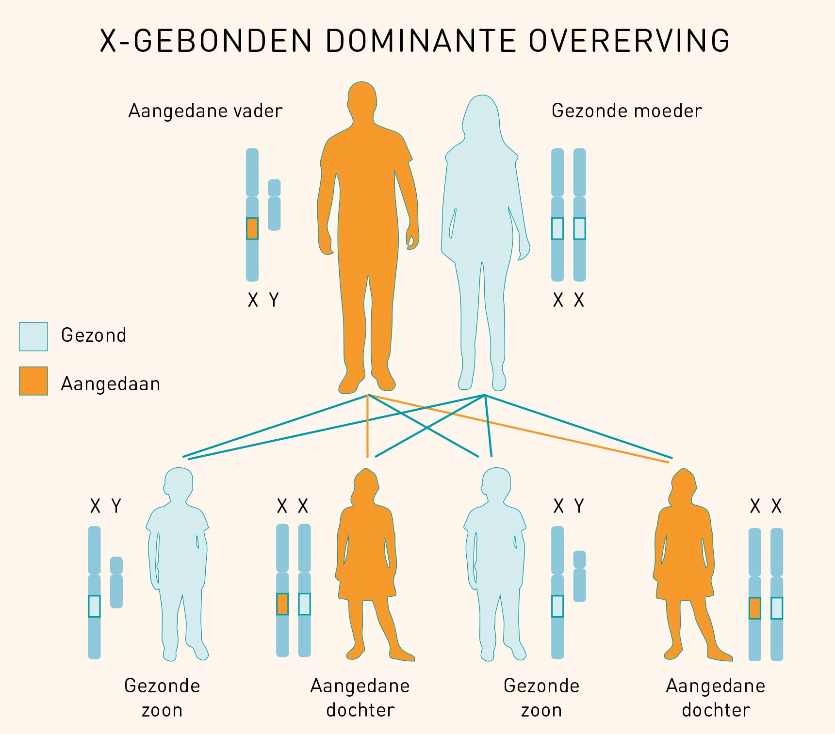 X-gebonden dominante overerving