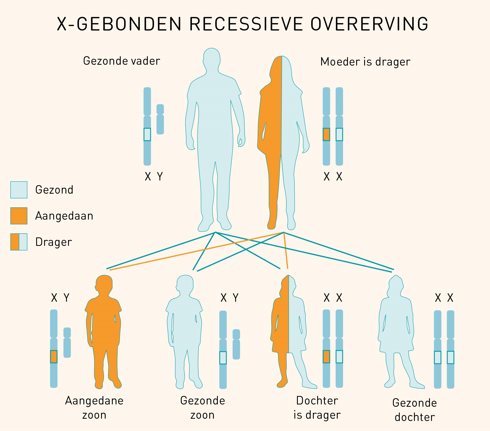 X-gebonden recessieve overerving